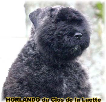 HORLANDO Bouvier des Flandres du Clos de la Luette © Copyright depose